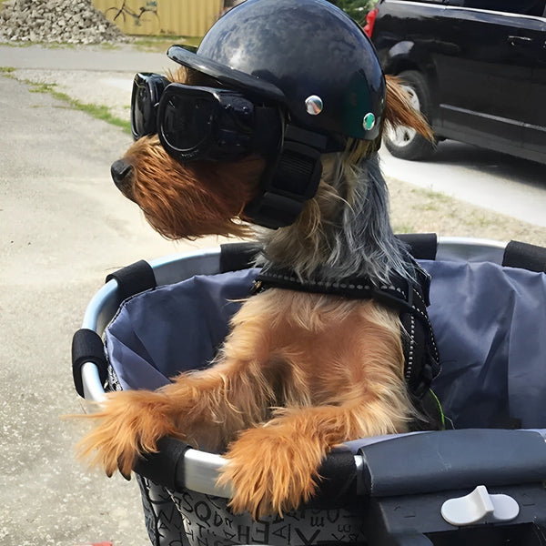 Hunde-Motorradhelm mit Schutzbrille