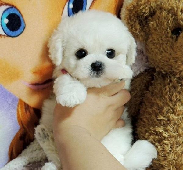 Realistischer Teddy-Hund Lucky | Plüsch-Welpe