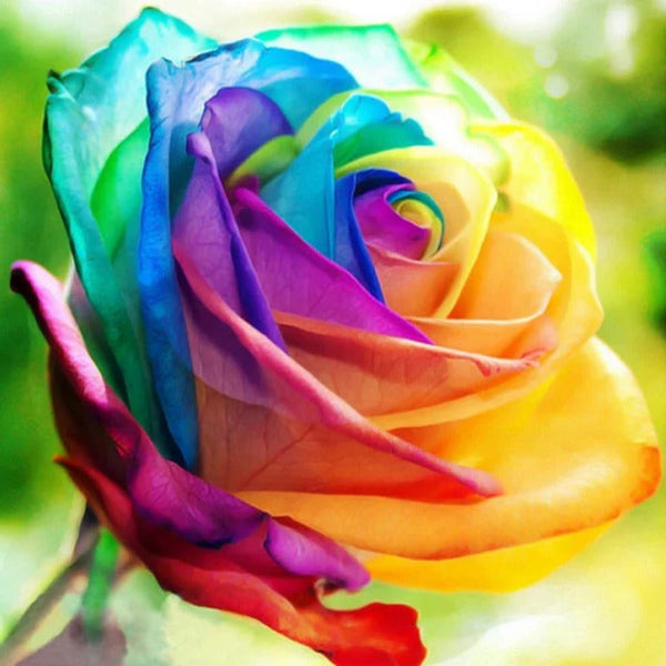 Regenbogen-Rosen-Samen für den Garten